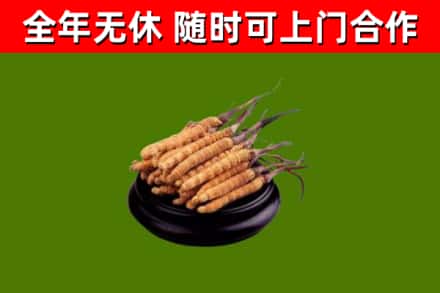 阜阳回收散虫草