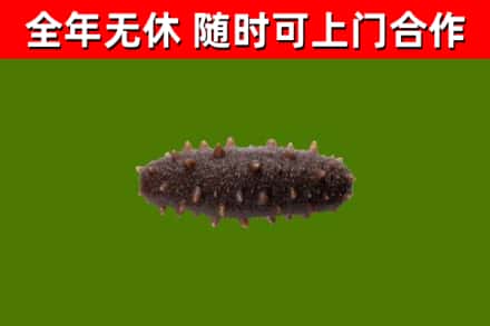 阜阳回收海参干